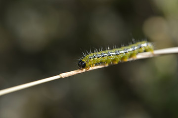 Raupe des Buchsbaumzünslers