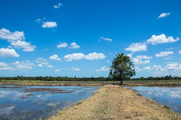 empty rice field