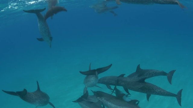 Pod of spotted dolphins in Atlantic Ocean, POV