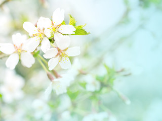 Flowers of cherry blossom in the soft pink light, sacura with bokeh and filters, floral background