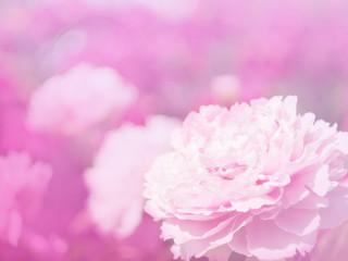 Flowers of peony in the soft pink light  with bokeh and filters, floral background