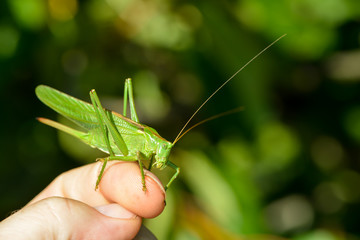 Langflüglige Schwertschrecke