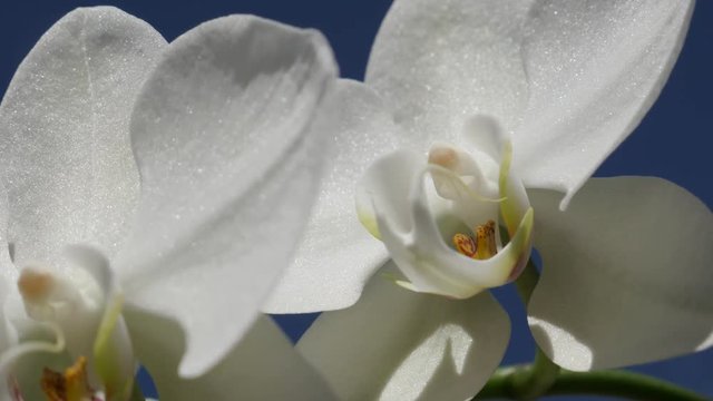 Shallow DOF Phalaenopsis amabilis flower blossom details 4K 2160p 30fps UltraHD footage - Close-up of white moth orchid plant against blue sky 3840X2160 UHD video 