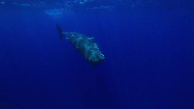 Sperm whale swims in deep sea