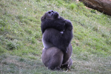 Singe gorille mâle