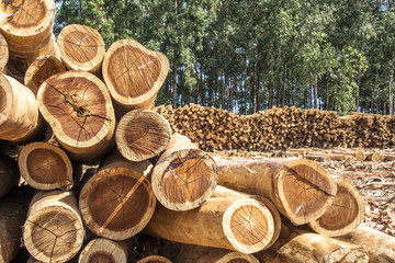 Freshly cut eucalyptus logs await to be cut at a sawmill in Botucatu, SP - obrazy, fototapety, plakaty