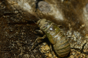 Larve der Cigale kommt aus der Erde