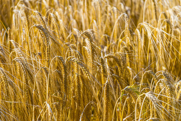 Field of ripe golden wheat