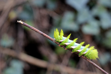 caterpillar, nature, butterfly, wild life, transformation