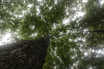 Reach for the Sky