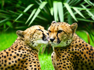 Guépard