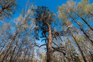 Bottom view of tall old trees in evergreen primeval forest. Blue sky in background.