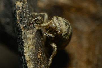 Larve der Cigale kommt aus der Erde