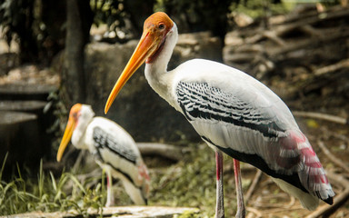 Birds in the zoo