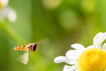 Naklejka premium Small flying wasp is going to land on small flower