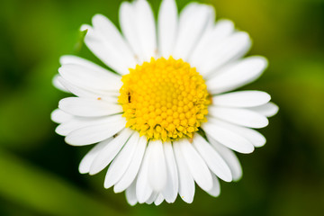 Fototapeta premium Small beautiful flower on green background