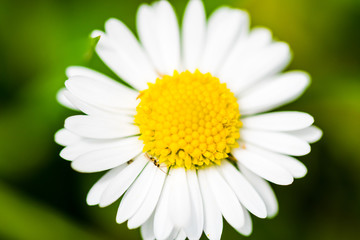 Fototapeta premium Small beautiful flower on green background