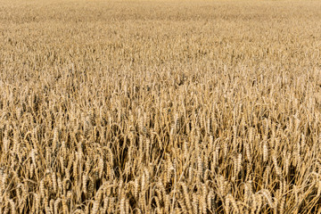 Ripe field of wheat at the end of summer