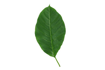 Green leaf isolated on white background