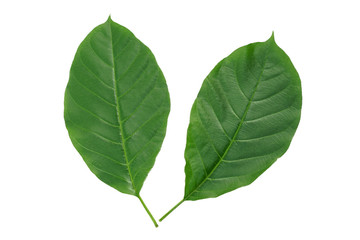Green leaf isolated on white background