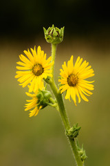 Compass Flower Blossom