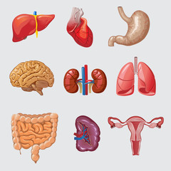 Cartoon Human Organs Set - obrazy, fototapety, plakaty
