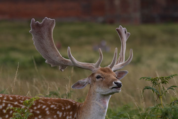 Fallow Deer Stag at Bradgate Park 