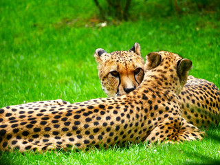 Guépard