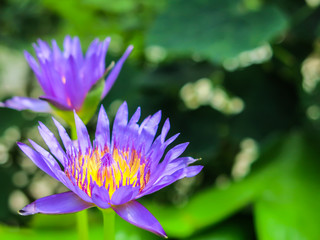 Purple and yellow lotus flowers are blooming. Get bright sunshine morning