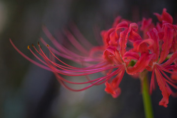 Red Spider Lily Macro