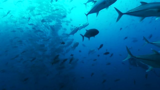 Massive school of fish off coast of Galapagos, POV