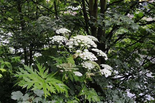 Heracleum Mantegazzianum