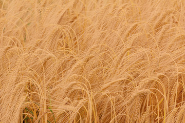 Ears of barley