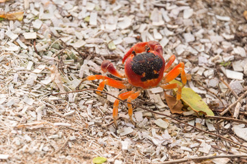 Geocarcinus sp 