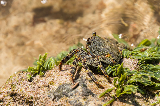 Zagaia (Grapsus sp.) sea crab on a rock in Martinique, Carribean.