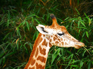 Girafe