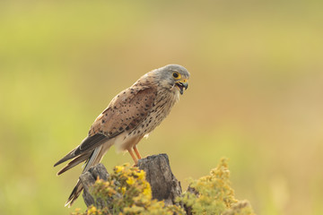 Kestrel 002