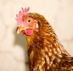 Portrait of a hen on a farm