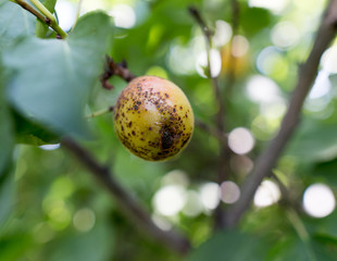 Ripe apricot on a tree branch