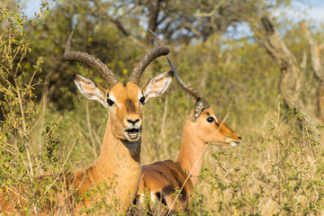 Buck Wildlife Animal Closeup