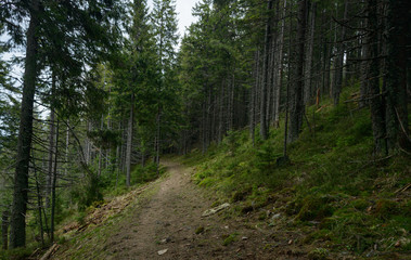 Trail in the forest
