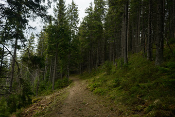 Fototapeta na wymiar Trail in the forest 