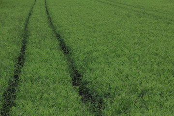 Ears of barley