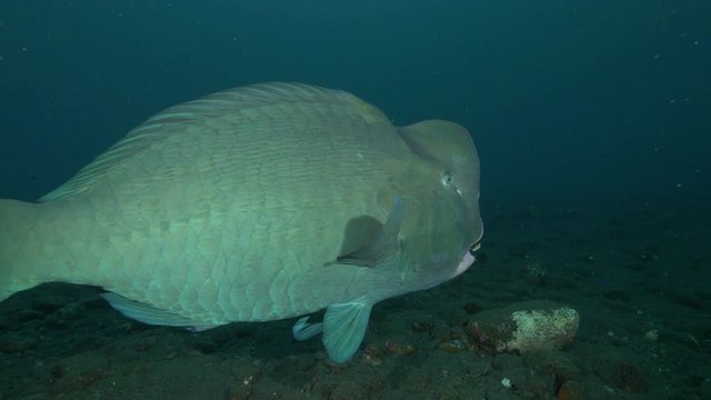 Close up, bumphead parrotfish swims off Indonesia