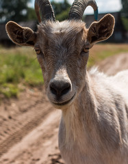 Fototapeta premium goat with horns standing on the green grass.