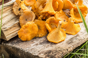  mushrooms chanterelles on wooden background.