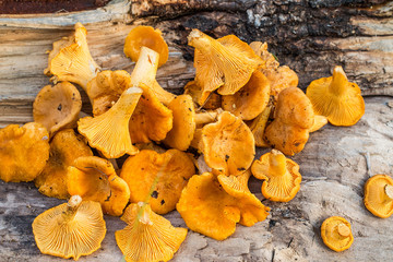  mushrooms chanterelles on wooden background