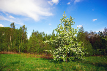 The blossoming pear tree in the field.