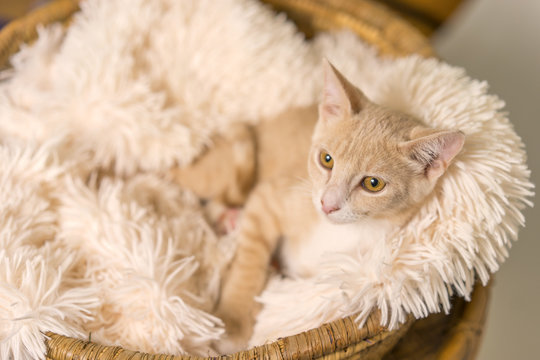 Young yellow tan cat kitten feline lying down in basket with white soft blanket looking pampered relaxed spoiled happy at home