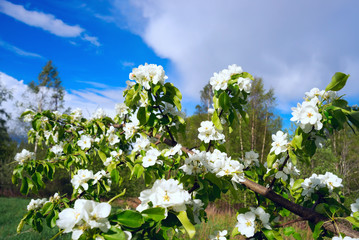 Flowering branch of pear forest on blue sky background .